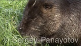 Video of Nutria - Nutria near to the lake eating grass.